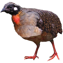Hainan Hill Partridge